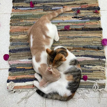 شقة Seaside Karpathos أركاسا