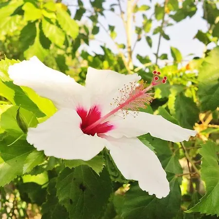 Seaside Karpathos Apartmán