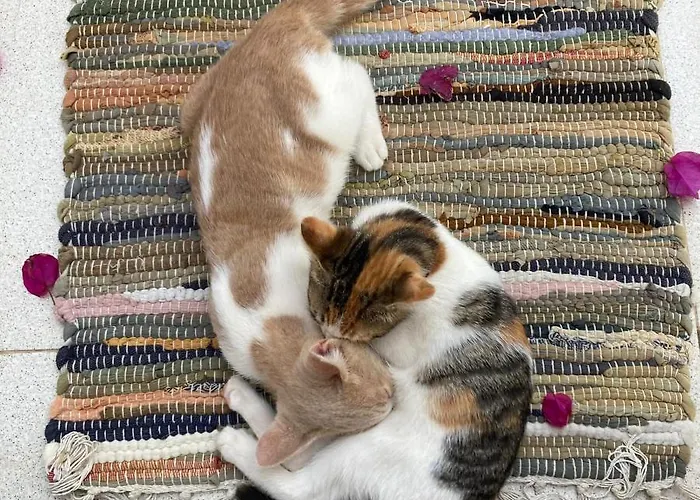 شقة Seaside Karpathos أركاسا