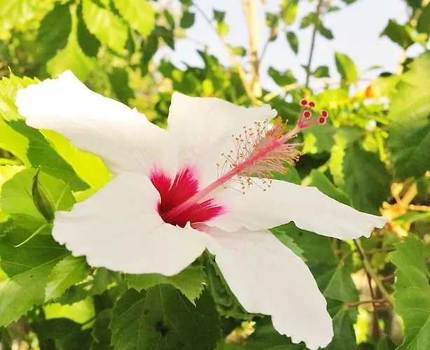 Seaside Karpathos شقة